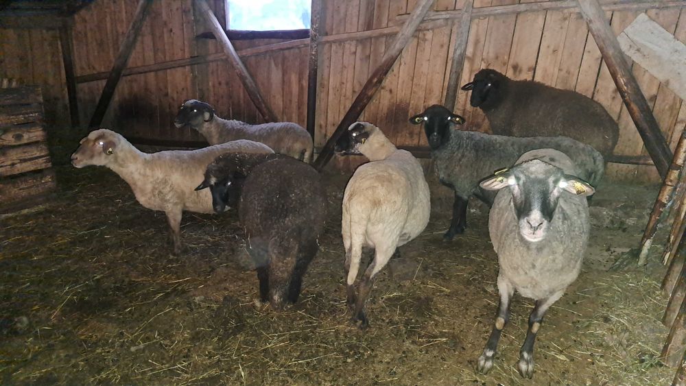 Oi de vanzare ‼️‼️