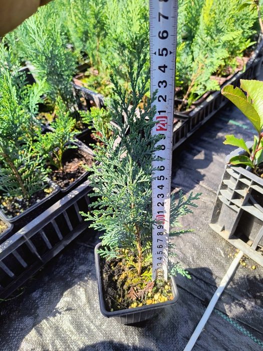 Leylandii 20-25cm produs Românesc