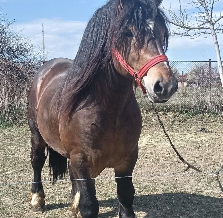 Armasar ardenez 3 ani de monta!