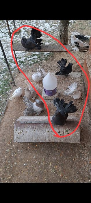 Porumbei de ornament