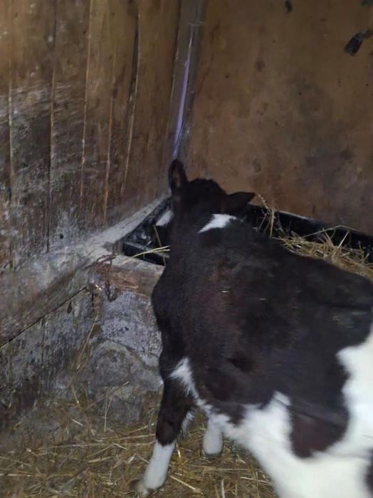 Vând tăuraș înțărcat