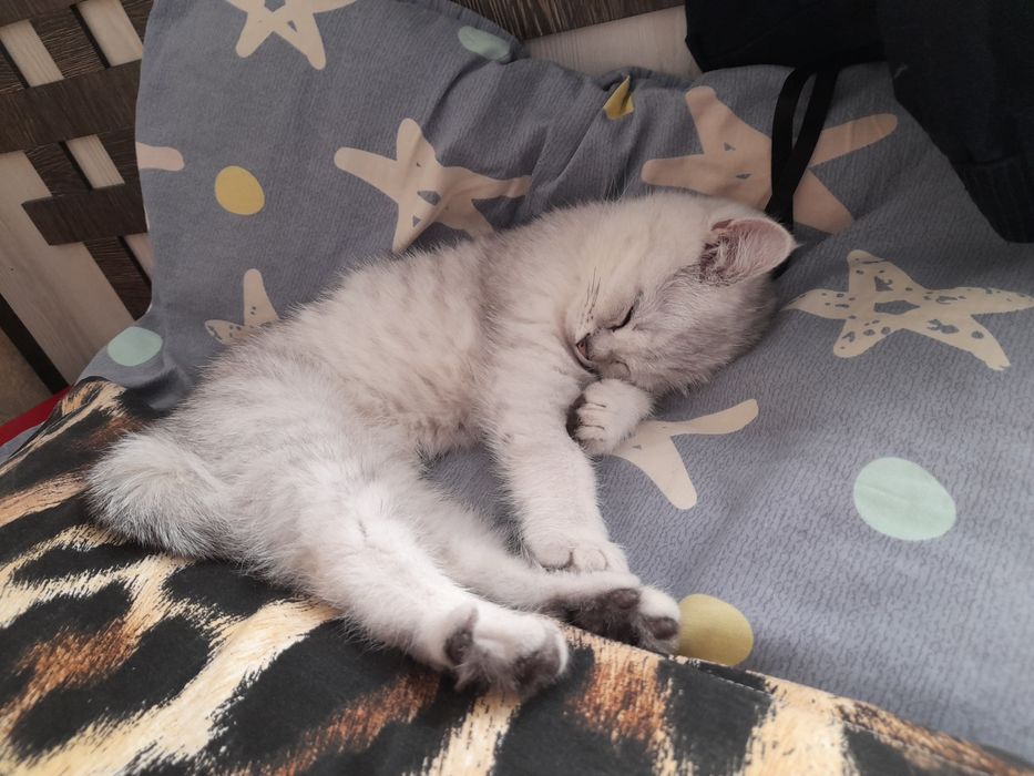 Mushuk sotiladi zotli