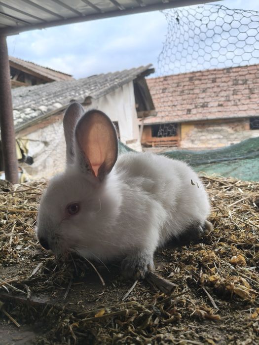 De vânzare iepuri Californian!