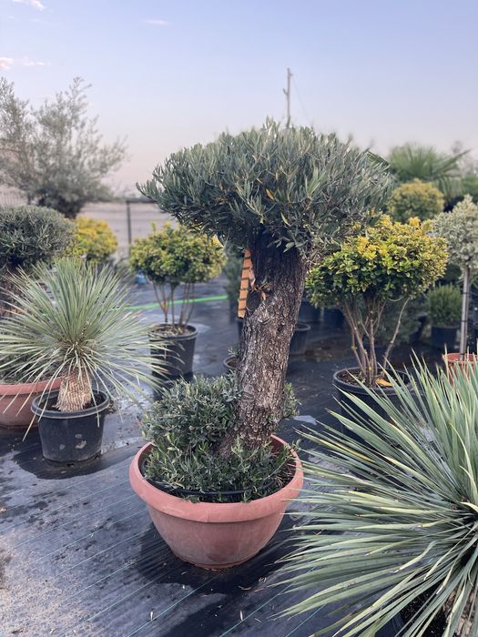 Palmier , Yucca , Maslin, Photinia Evonymus - Plante