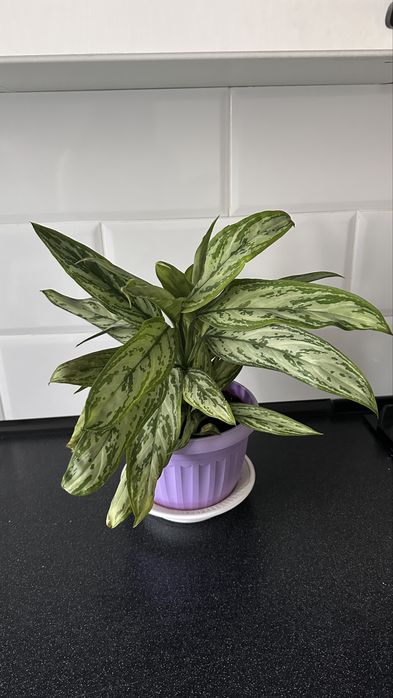 Декабрист,Эпипремнум,Филодендрон,Пелея,Хойя