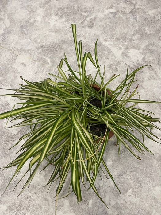 Комнатное растение хлорофитум