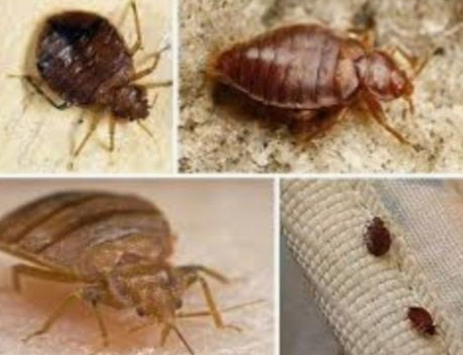 Тараканларга карши зур эфективный дори