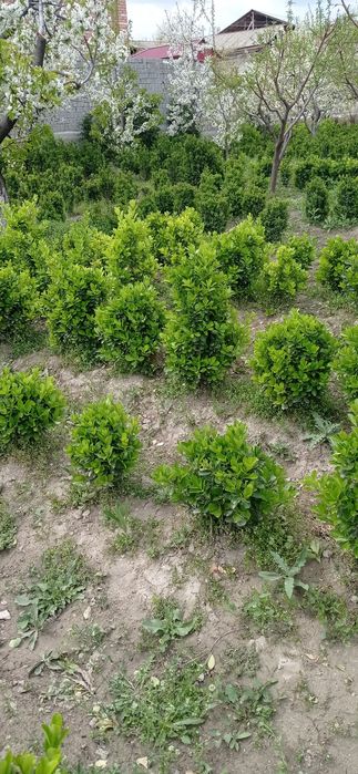 Хамиша бахор совукга чидамли гул