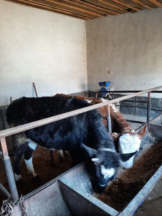 Екі қашар сатылады бағасы келисим 650 000