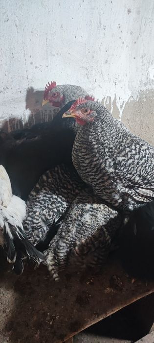 Куры Амрокс Германия молоды