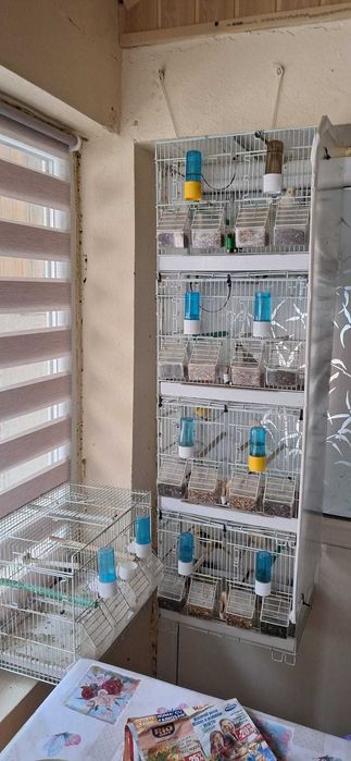 Vand 4 canari + 5 colivii .