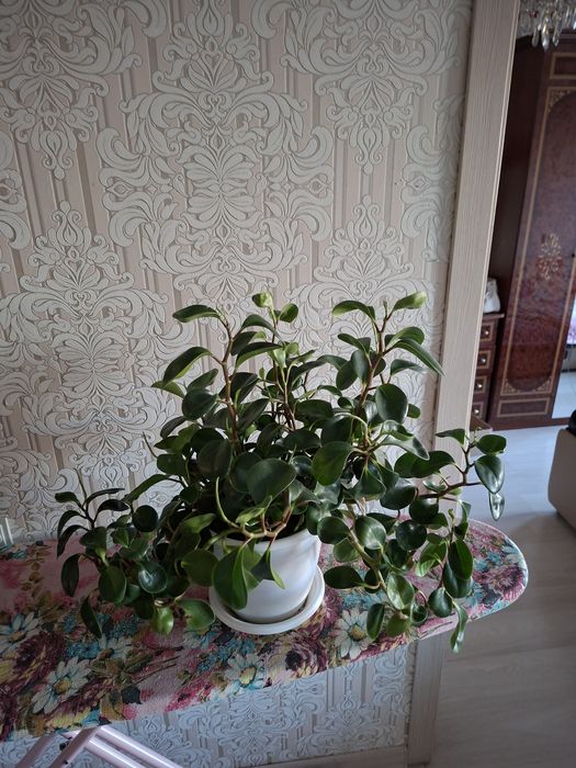 Комнатные растения