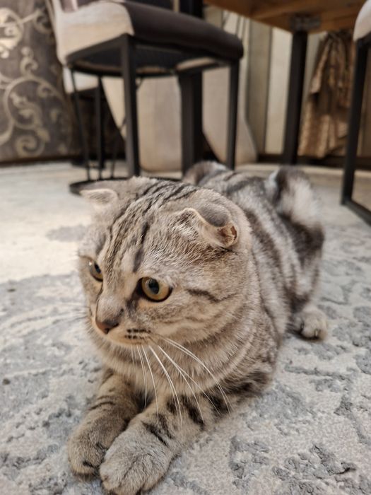 Мушук Кошка Шотландская вислоухая ,,Скоттиш-фолд''