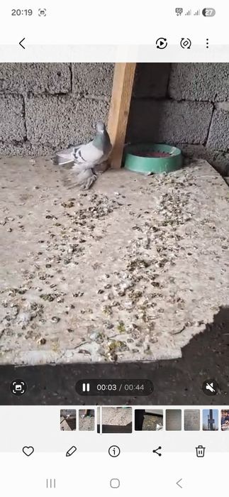 Голуби на продажу