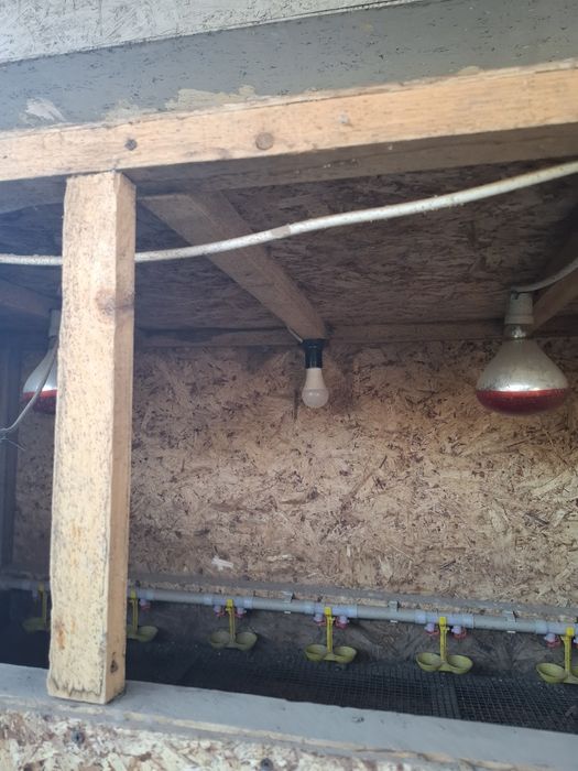 Брудер для цыплят