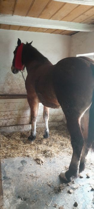 Vand manza invatata la ham