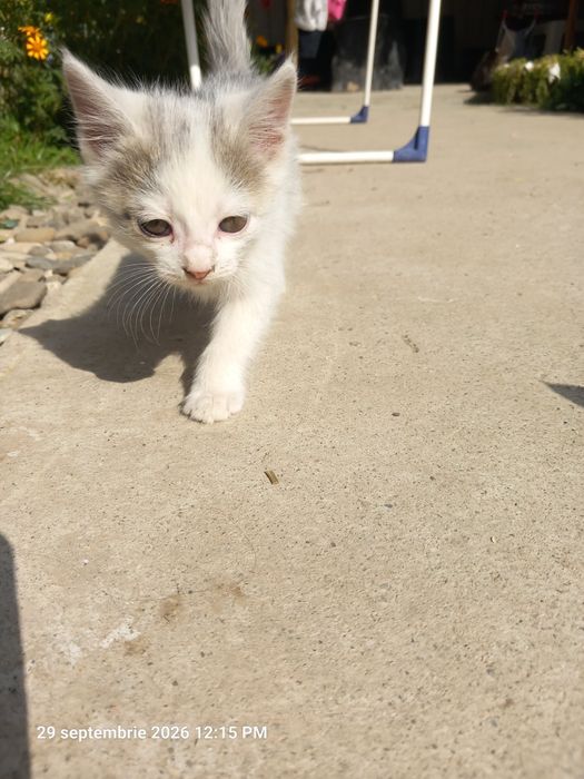 Pisici rasă comună adopție