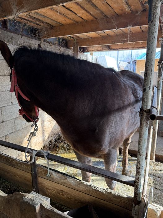 Кобыла Бие Лошадь