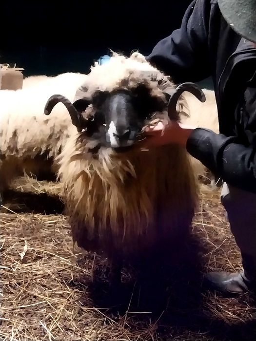 Vand berbec stramior