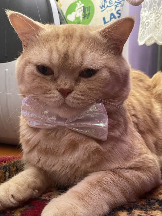 Кот британец для вязок