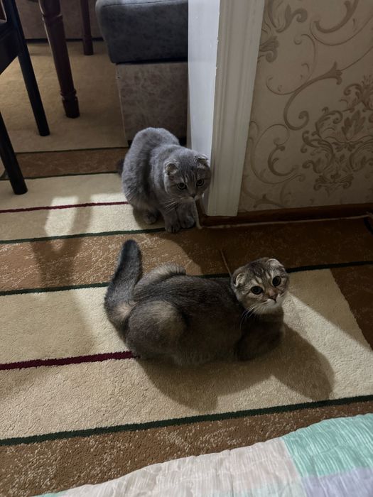 Кошка скотиш фолд беременная