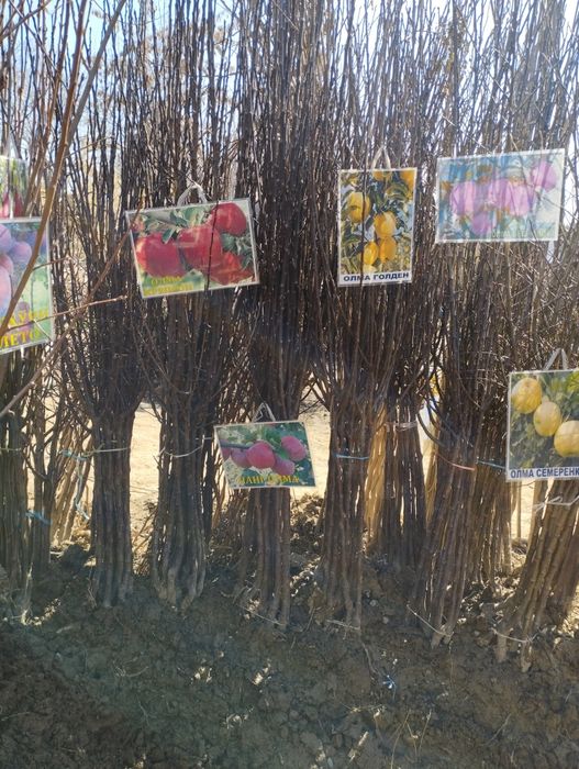 Mevali kochatlar 2,3,4 yоshar kochatlar