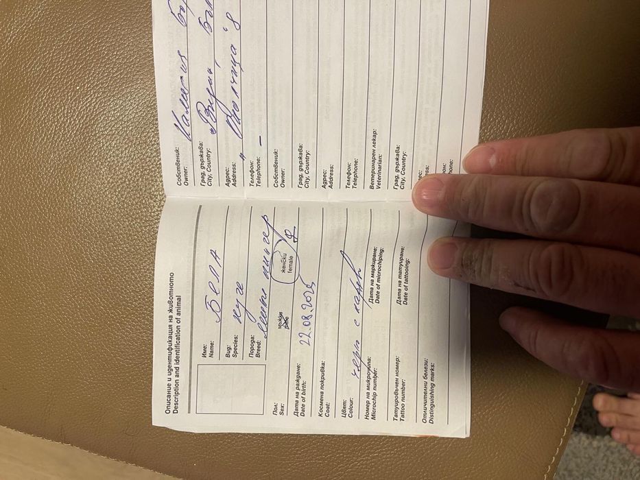 Продавам Женски Мини Пинчер на 7-месеца !