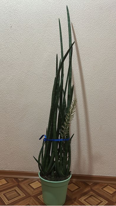 Сансеньервьра продам