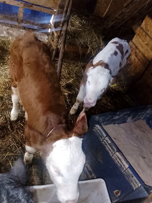 Vand viței antercati și de lapte