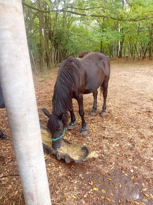 Vind iapà cuminte gestalt virstà8 ani