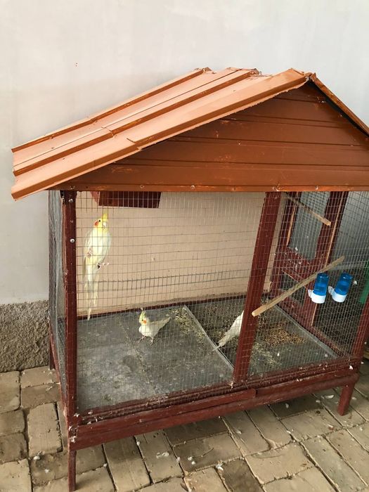 Попугай  сотилади