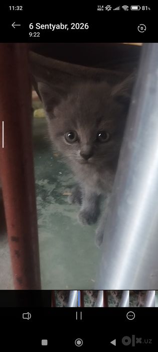 Mushukca sotiladi   2. 5 oylik