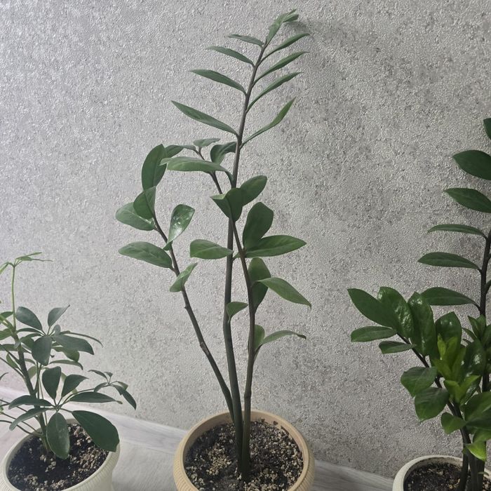 Срочно продам комнатные цветы