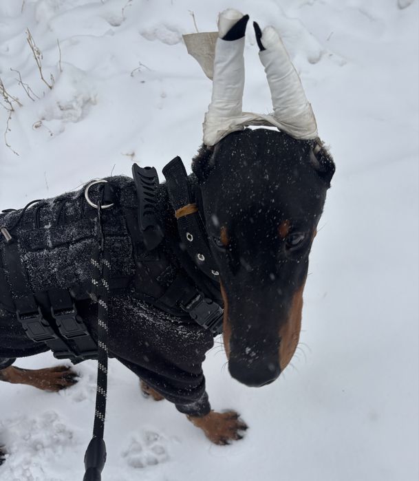 Продам добермана мальчик 8 месяцев