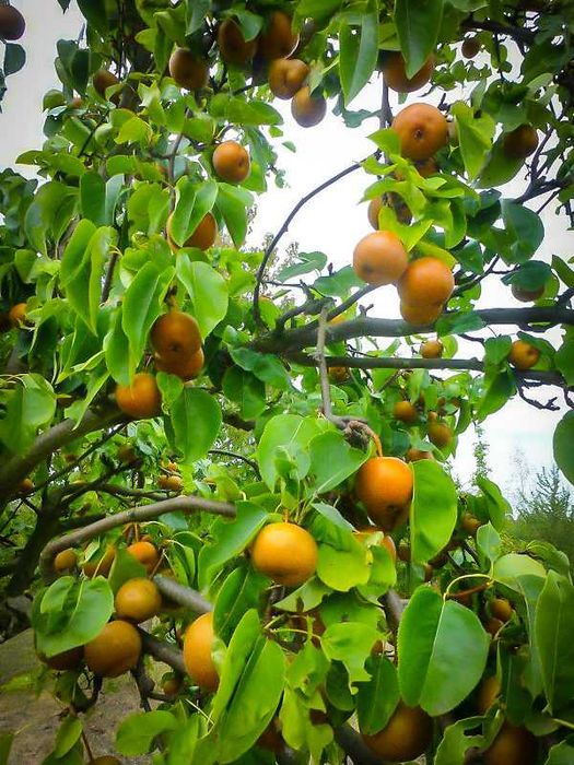 Азиатска круша Наши (Pyrus pyrifolia)