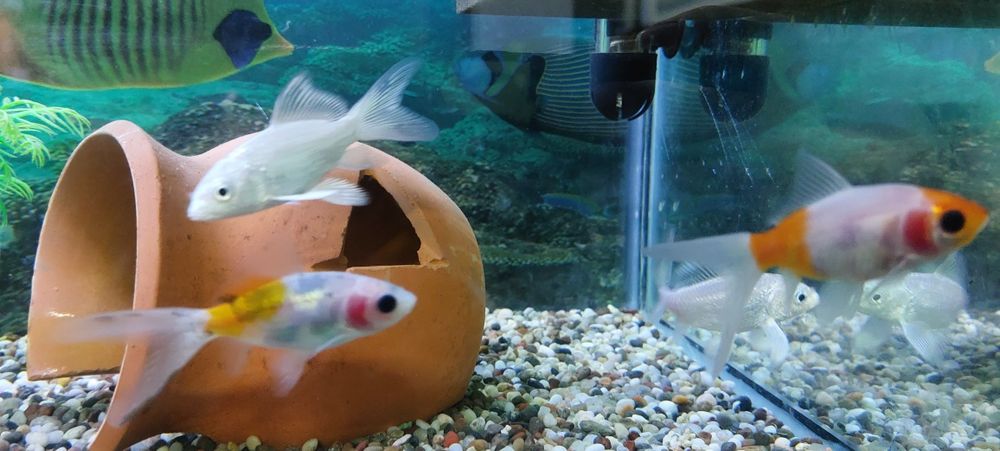 Кои платиновый аквариумные рыбы