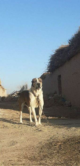 Erkak turkman alabay 2 yashar oʻyini bor telegramdan tashab beriladi