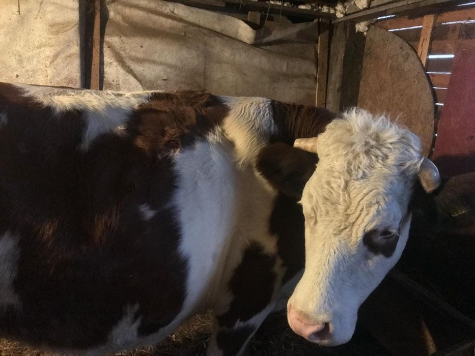 Vând vacă bălțată