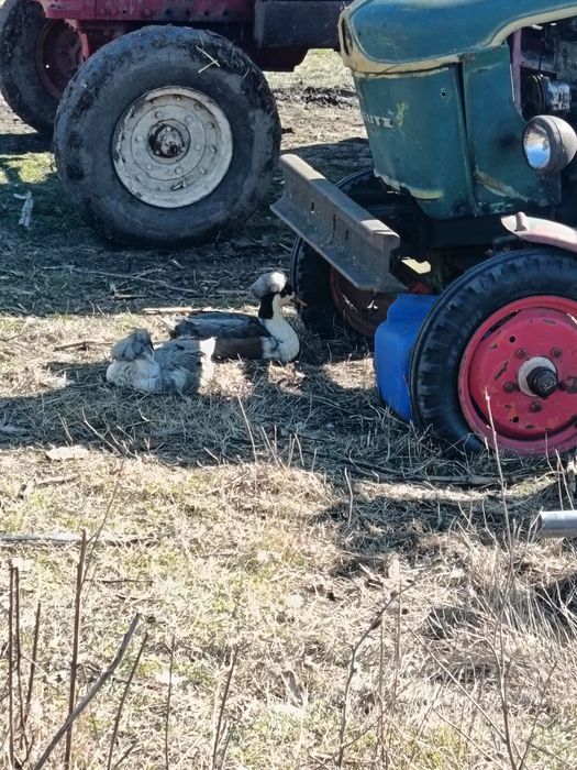 Vând ouă de rață pt incubat 3 lei oul