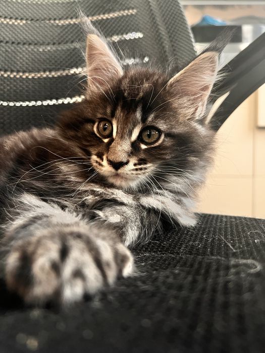 Котята Мейн кун полидактильные