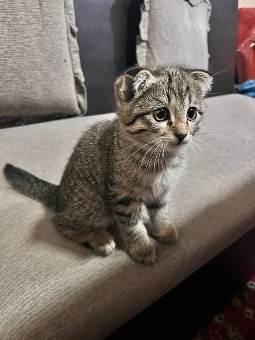 Scottish fold qiz 2 oylik