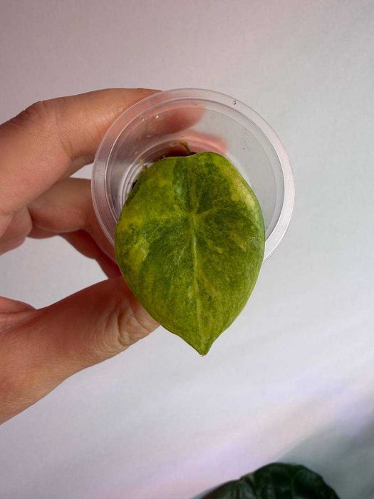 Алоказия Драгон пинк Ауреа