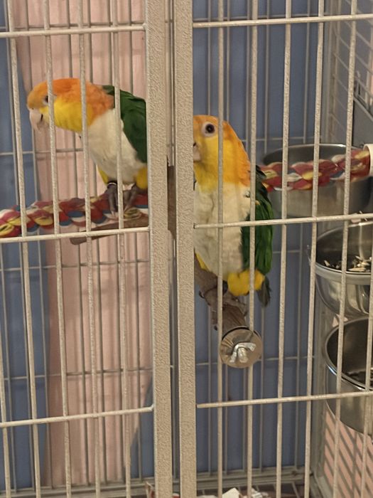 Vand papgali caigue persche