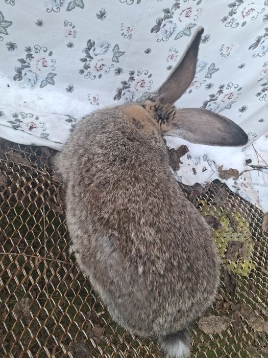 Sames erkak 7/8 oyli