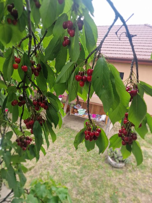 Cireșe 10 lei kg ,Vladimirescu Arad