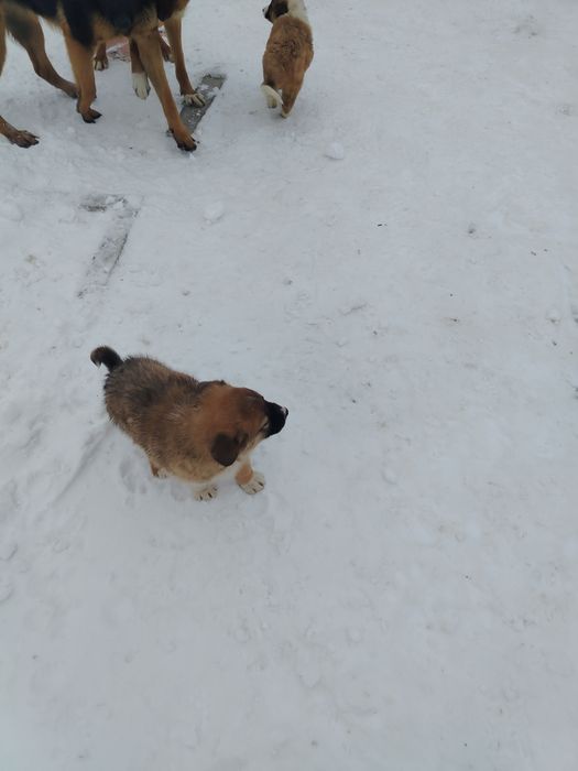 Бесплатный щенок