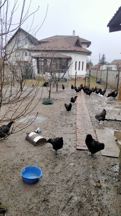 Ouă de incubat găini austrolop