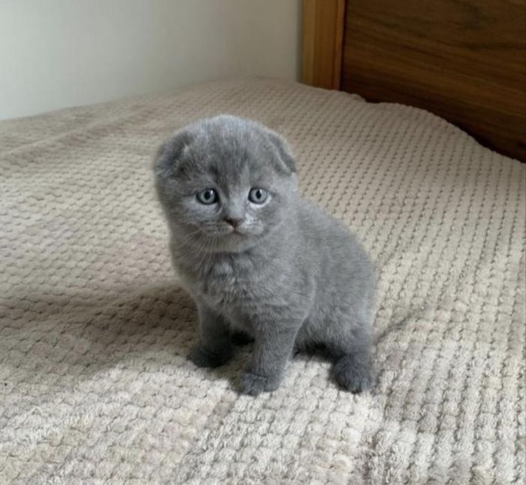 Mushuk Scottish Fold