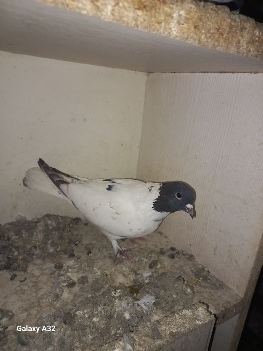 Продам два самца