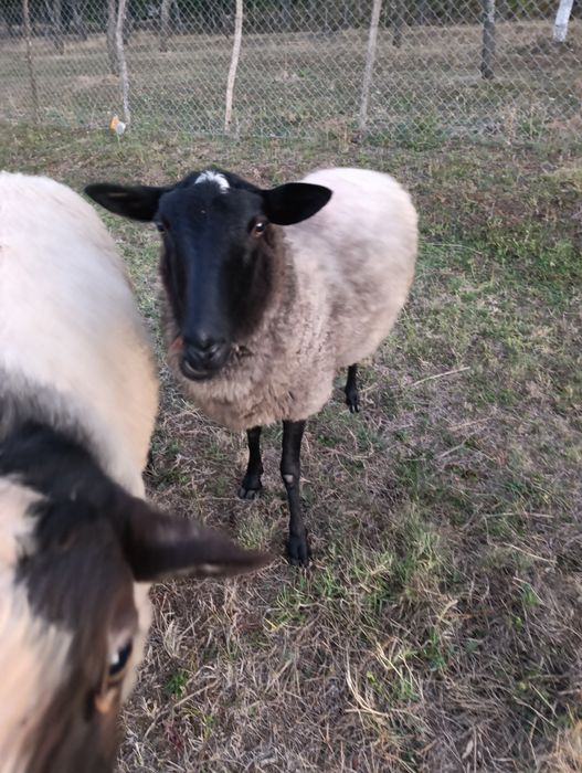 Vând oi de rasa Romanov